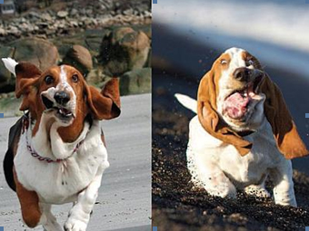 Бегущие бассет-хаунды. basset.jpg